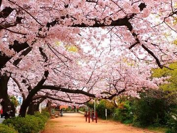 ELEGANT JAPONYA & GÜNEY KORE (Sakura&Ramazan Bayramı)