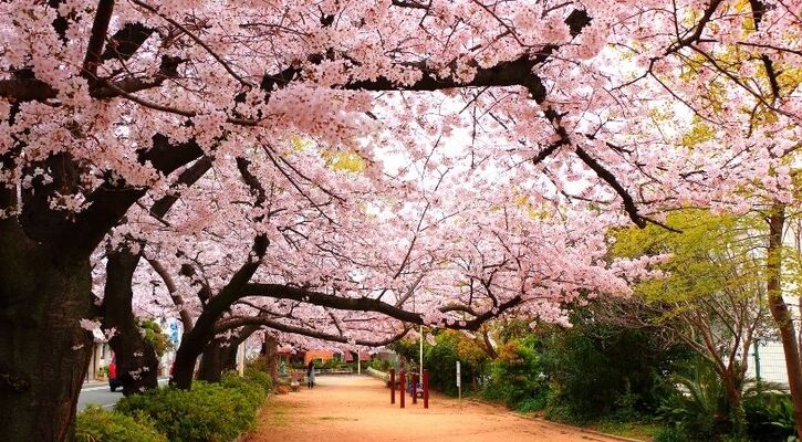 ELEGANT JAPONYA & GÜNEY KORE Qatar HY ile (Sakura&Ramazan Bayramı)